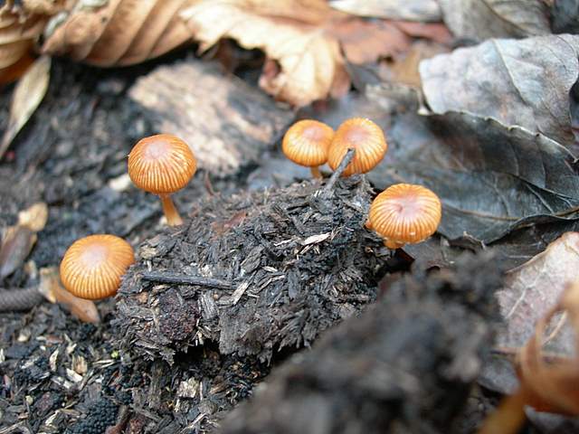 Nel  Regno  della  Jurana